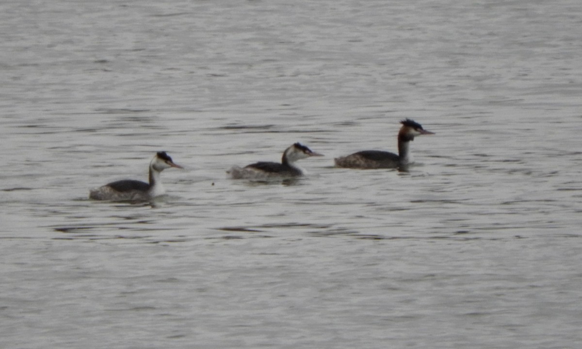 Grèbe huppé - ML646512642