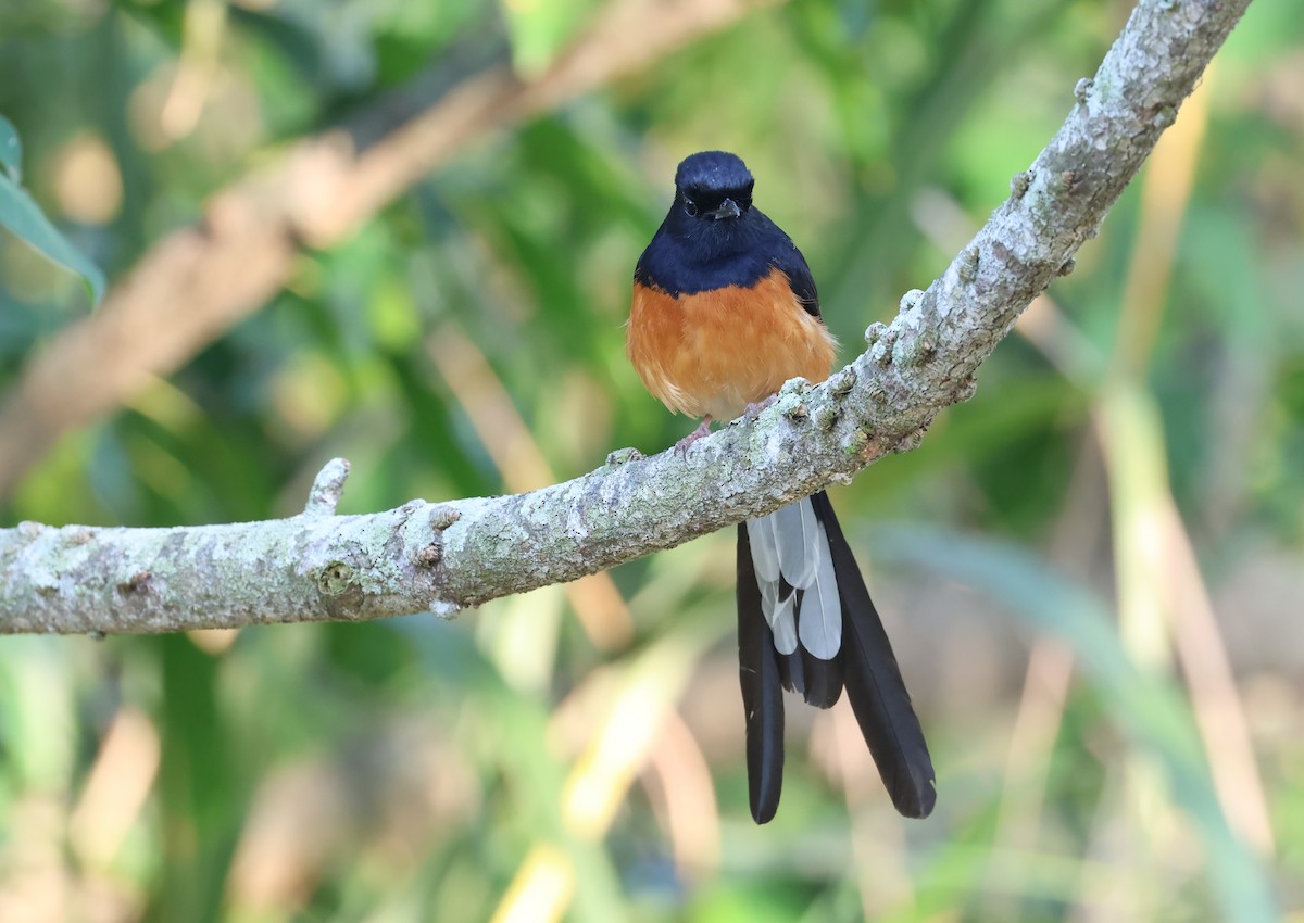 白腰鵲鴝 - ML646512646