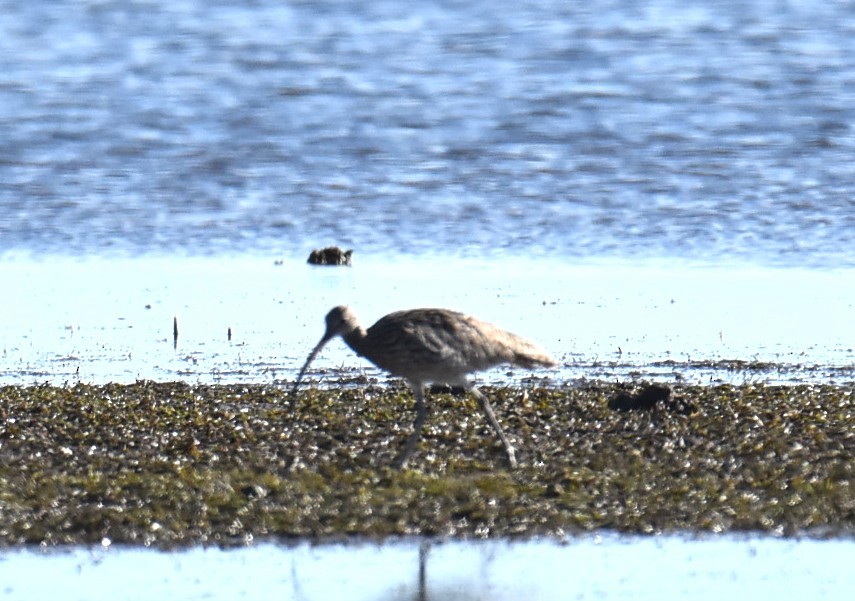 Far Eastern Curlew - ML646512655
