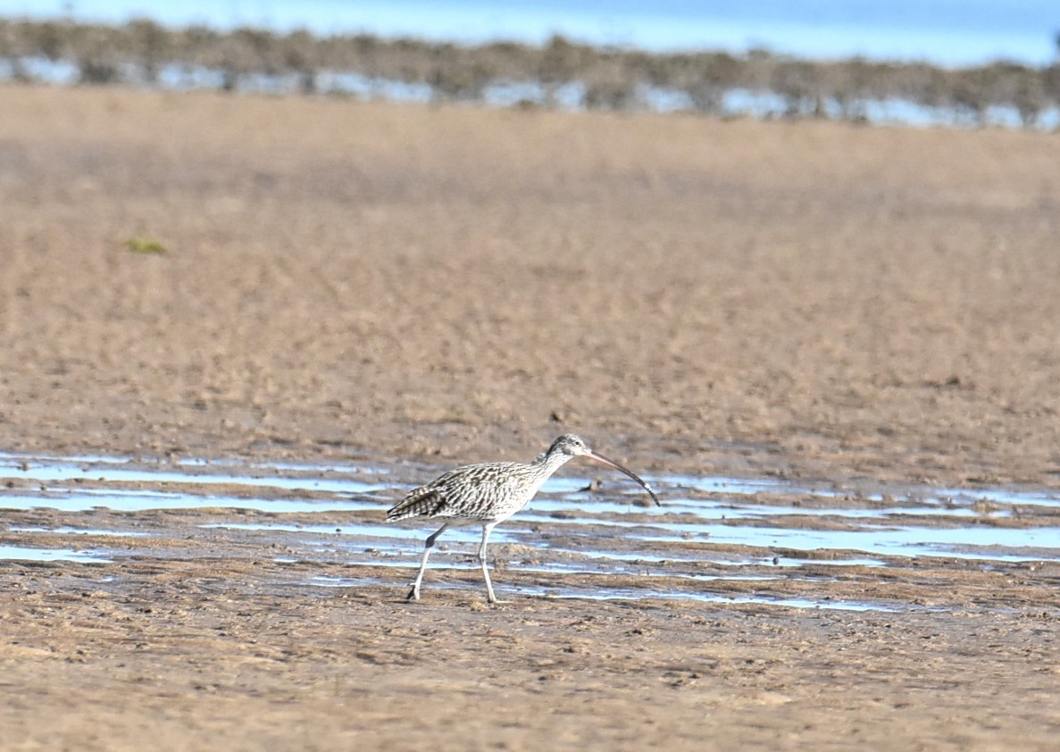 Far Eastern Curlew - ML646512658