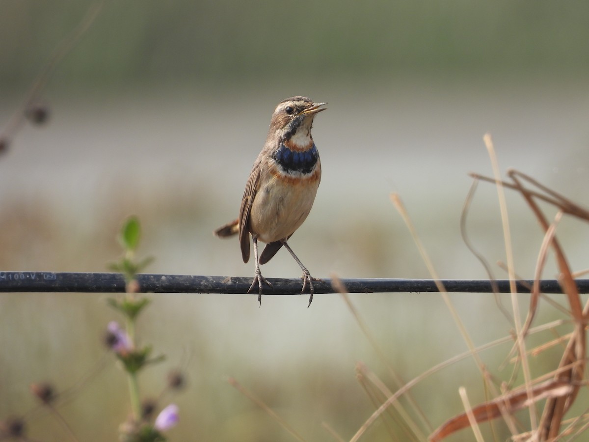 Blaukehlchen - ML646512664