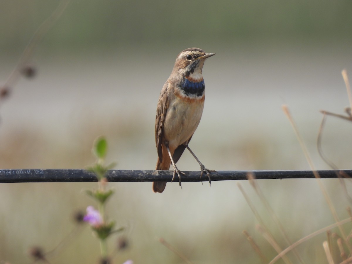 Blaukehlchen - ML646512665