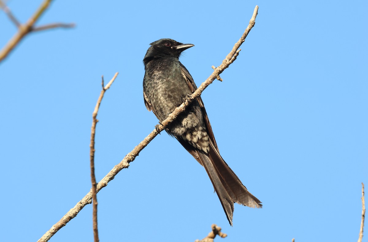 大卷尾 - ML646512676