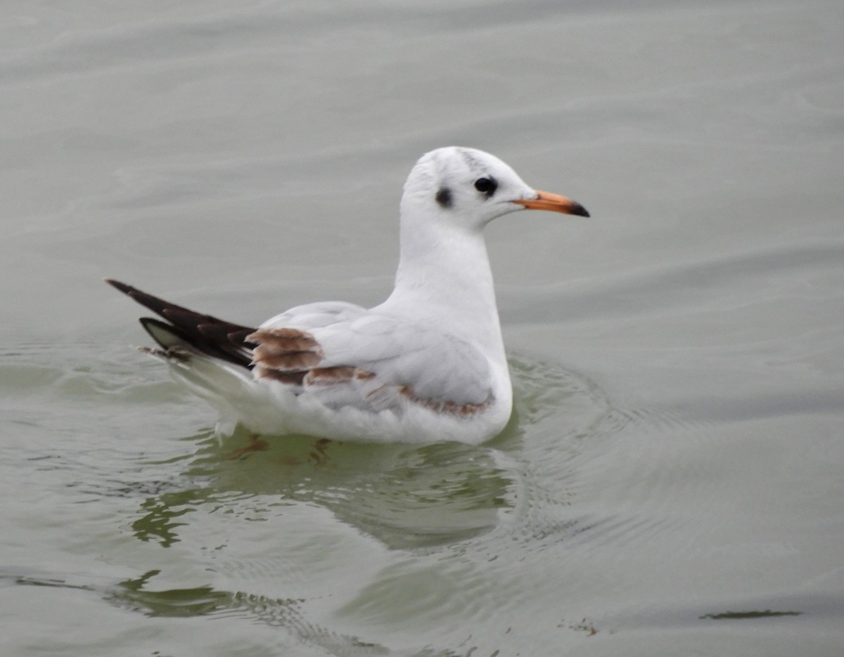 Mouette rieuse - ML646512680