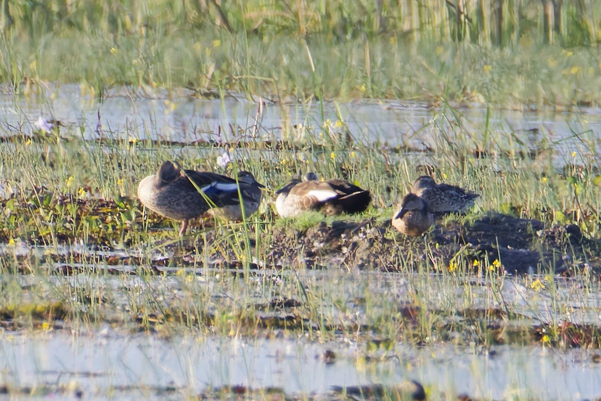 Ánade sp. (Pato Nadador) - ML646512689