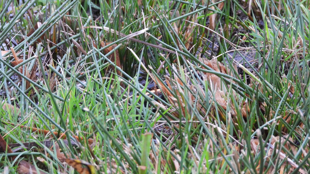 Jack Snipe - ML646512690