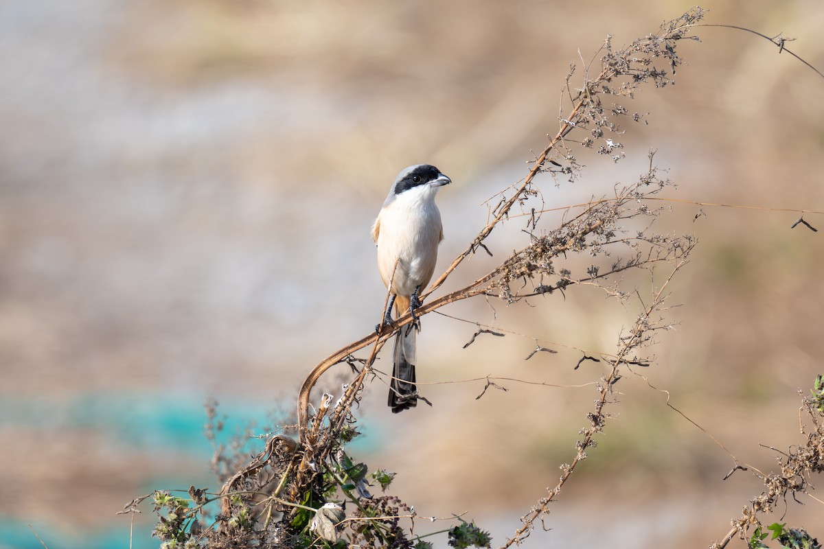 Алаг дунхай - ML646512691