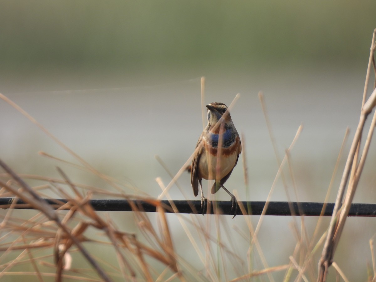 Blaukehlchen - ML646512699