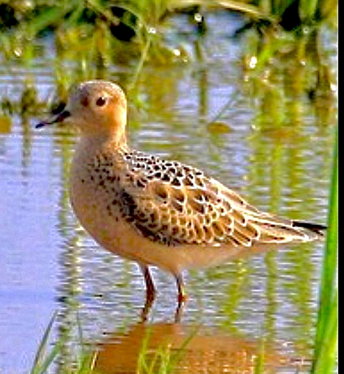 חופית זהובת-גחון - ML646512700