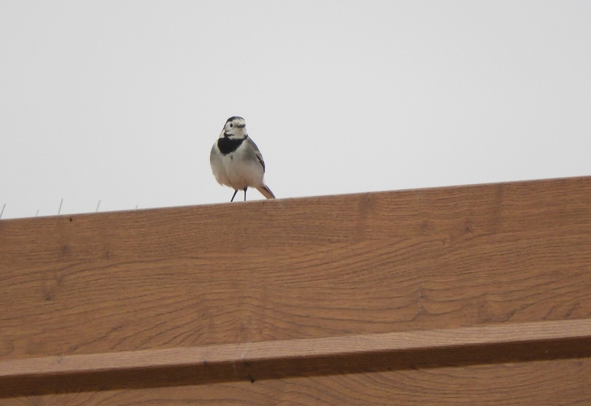 Bergeronnette grise - ML646512701