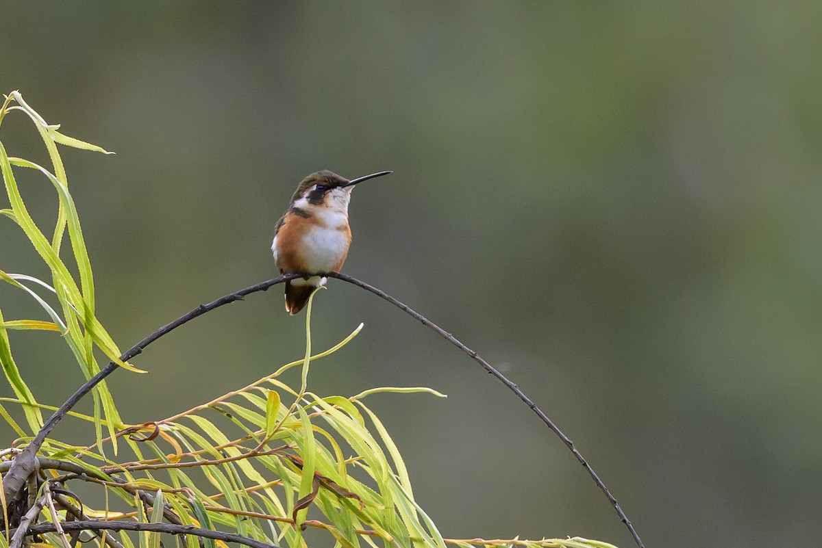 Ak Göbekli Ormanyıldızı - ML646512702