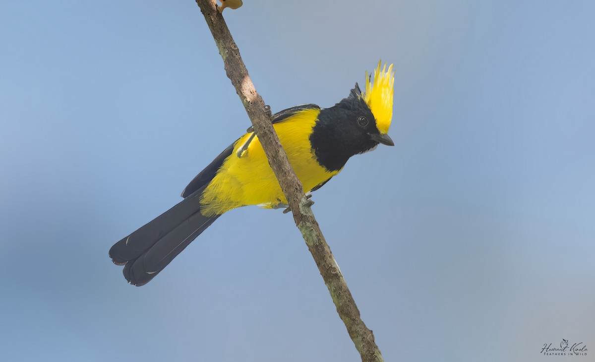 Sultan Tit - ML646512703