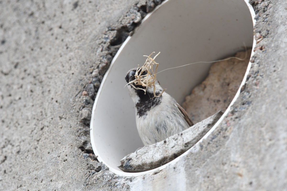 House Sparrow - ML646512705