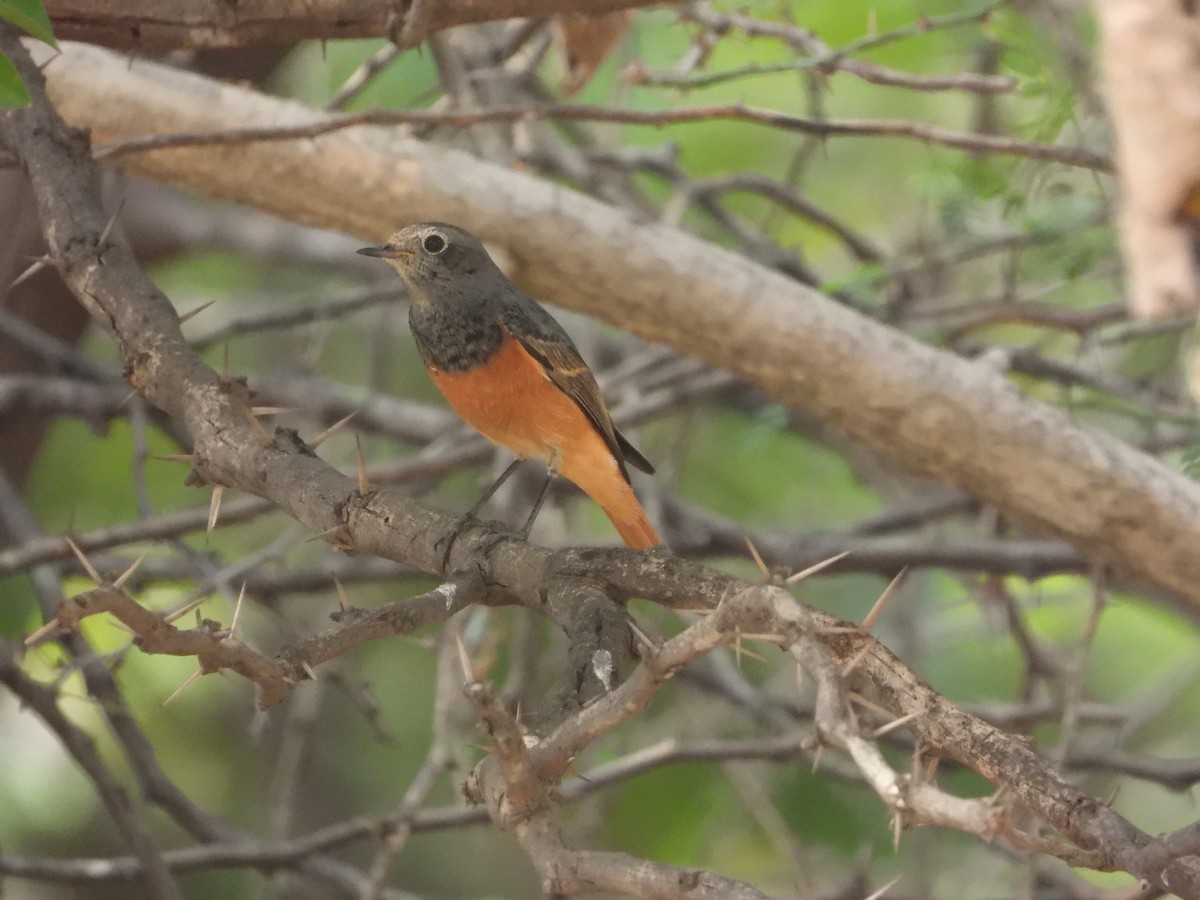 חכלילית סלעים - ML646512707