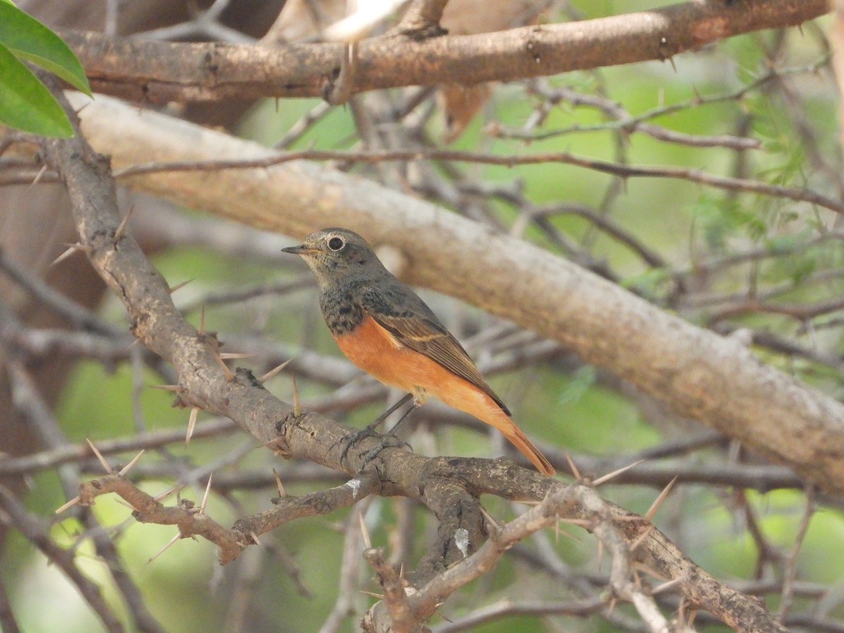 חכלילית סלעים - ML646512708