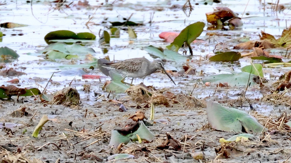 Long-billed Dowitcher - ML646512710
