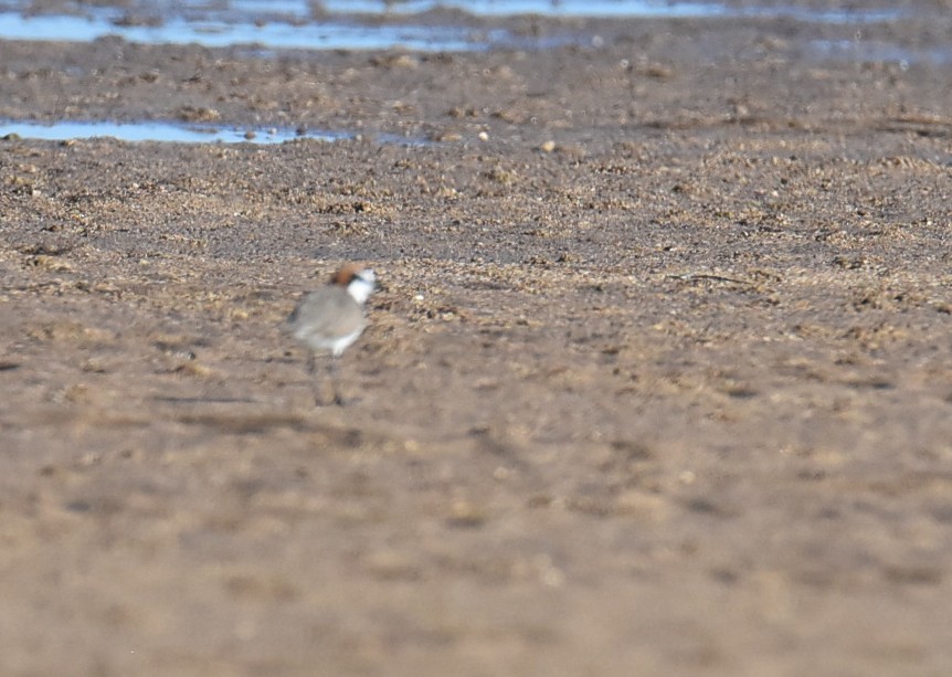 Red-capped Plover - ML646512711