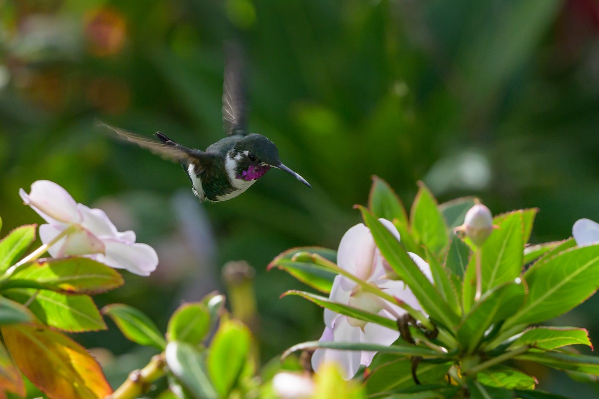 Ak Göbekli Ormanyıldızı - ML646512712