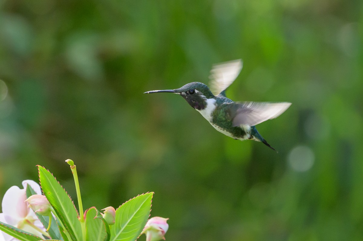 Ak Göbekli Ormanyıldızı - ML646512713