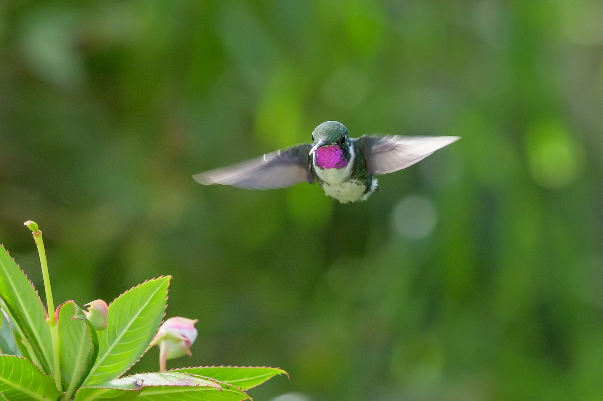 Ak Göbekli Ormanyıldızı - ML646512714