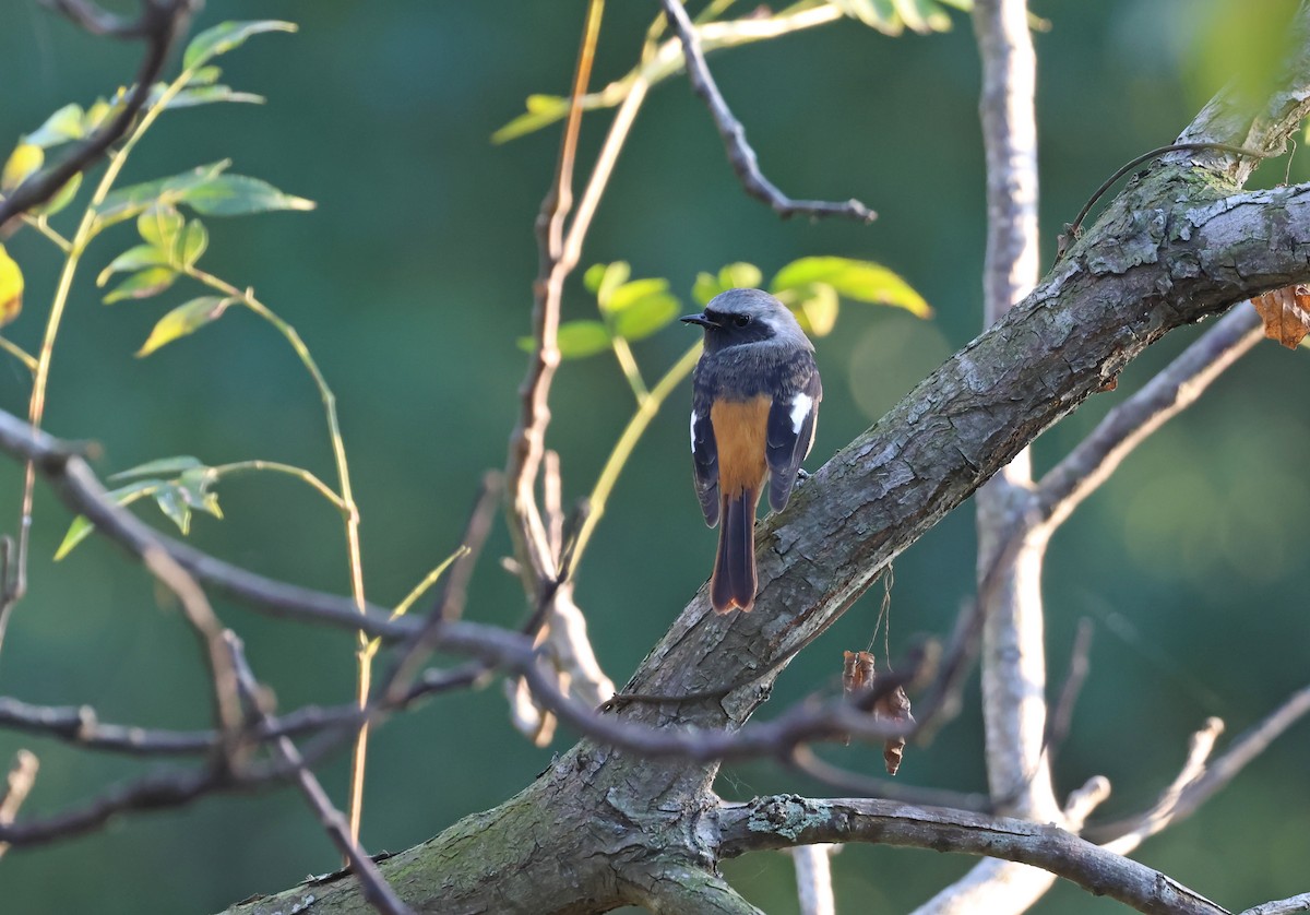 黃尾鴝 - ML646512715