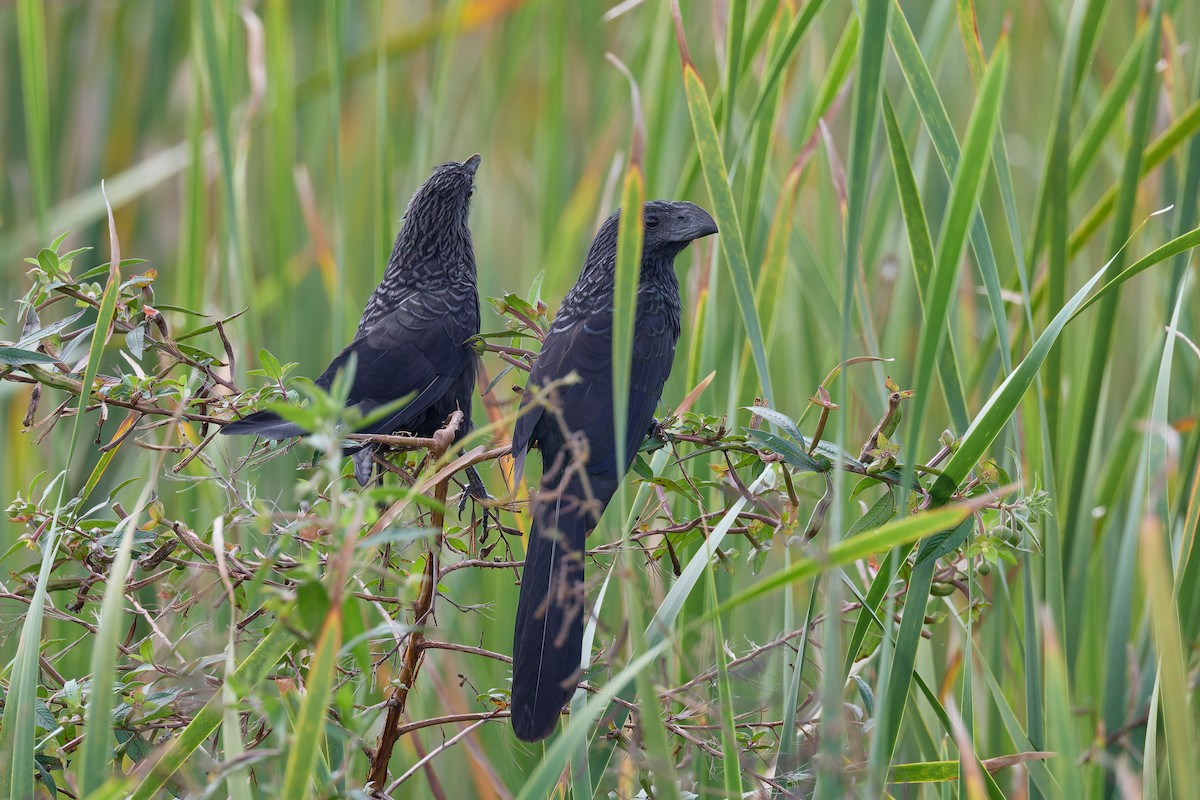 furenebbani - ML646512716