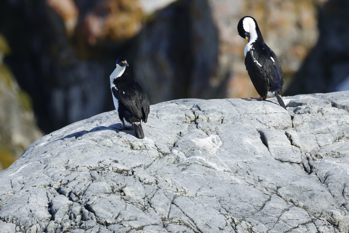 Imperial Cormorant - ML646512717