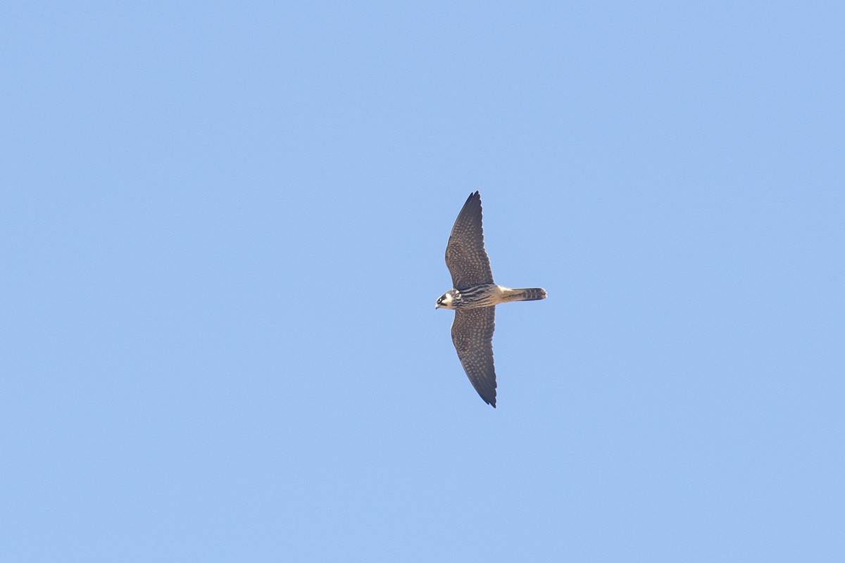 Zuhaitz-belatz eurasiarra - ML646512720