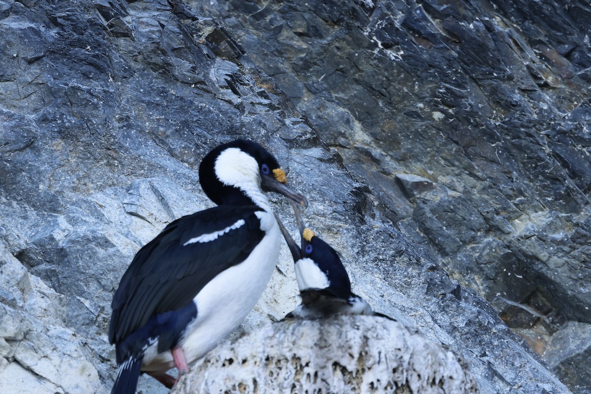 Imperial Cormorant - ML646512721