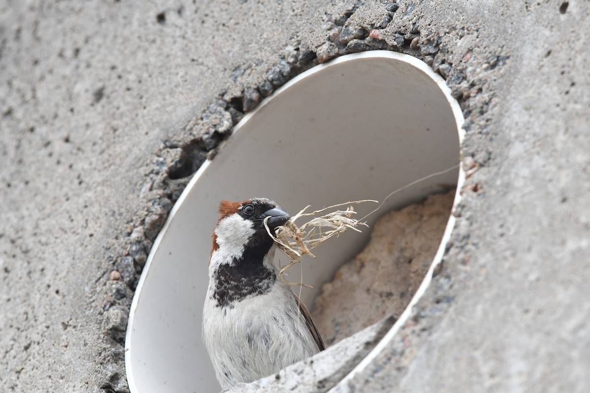 House Sparrow - ML646512722