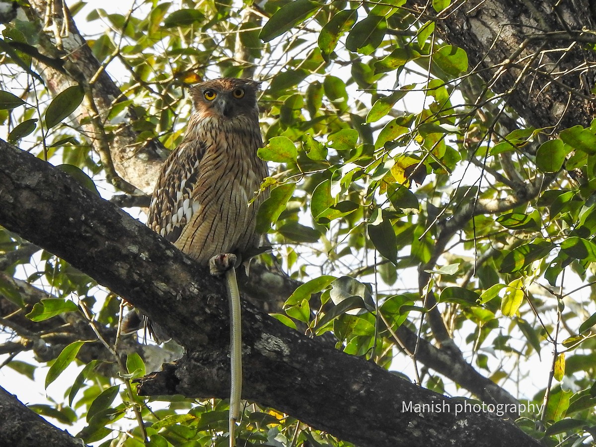 Balık Baykuşu - ML646512723