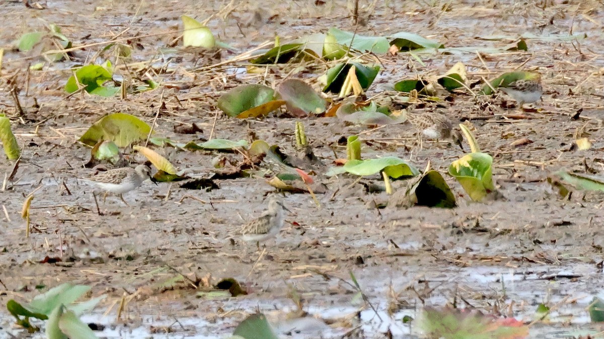 Least Sandpiper - ML646512724