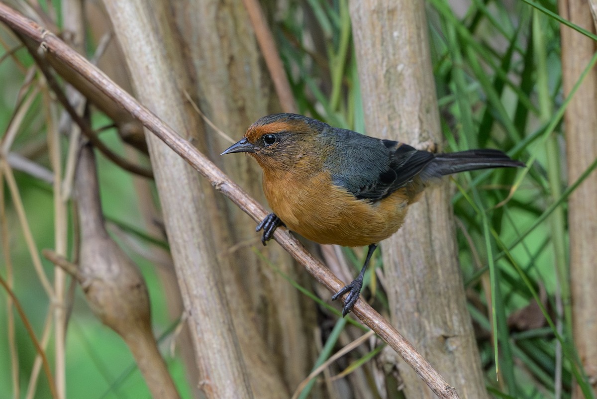 Conirrostro Rufo - ML646512726