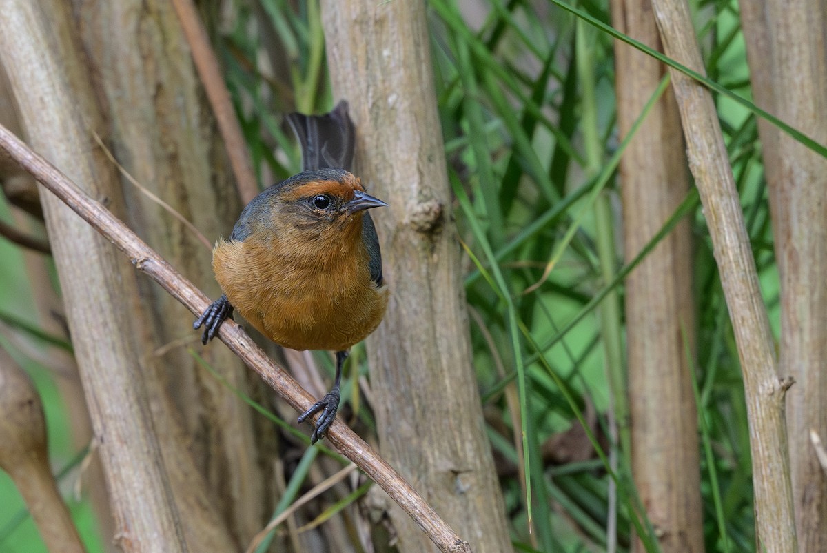 Conirrostro Rufo - ML646512727