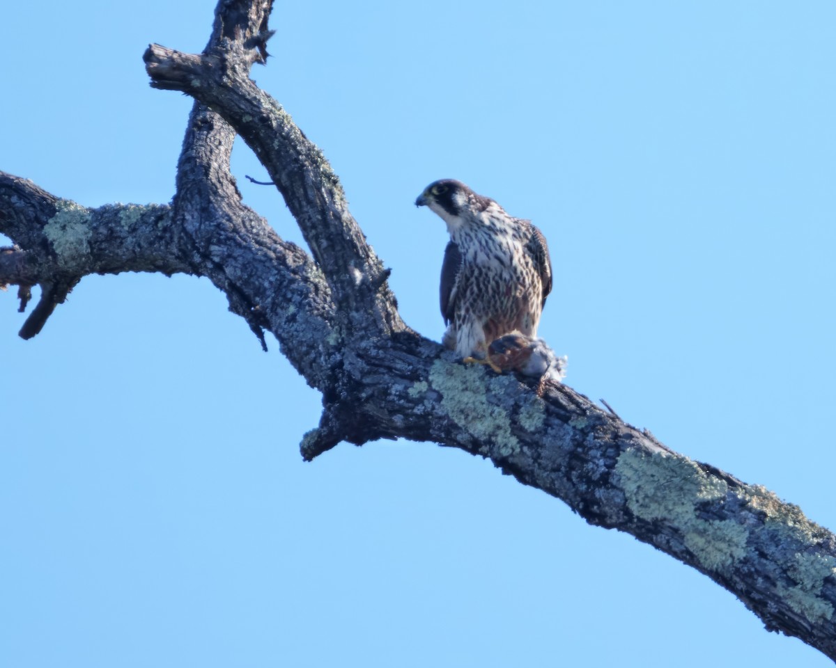 Peregrine Falcon (North American) - ML646512729