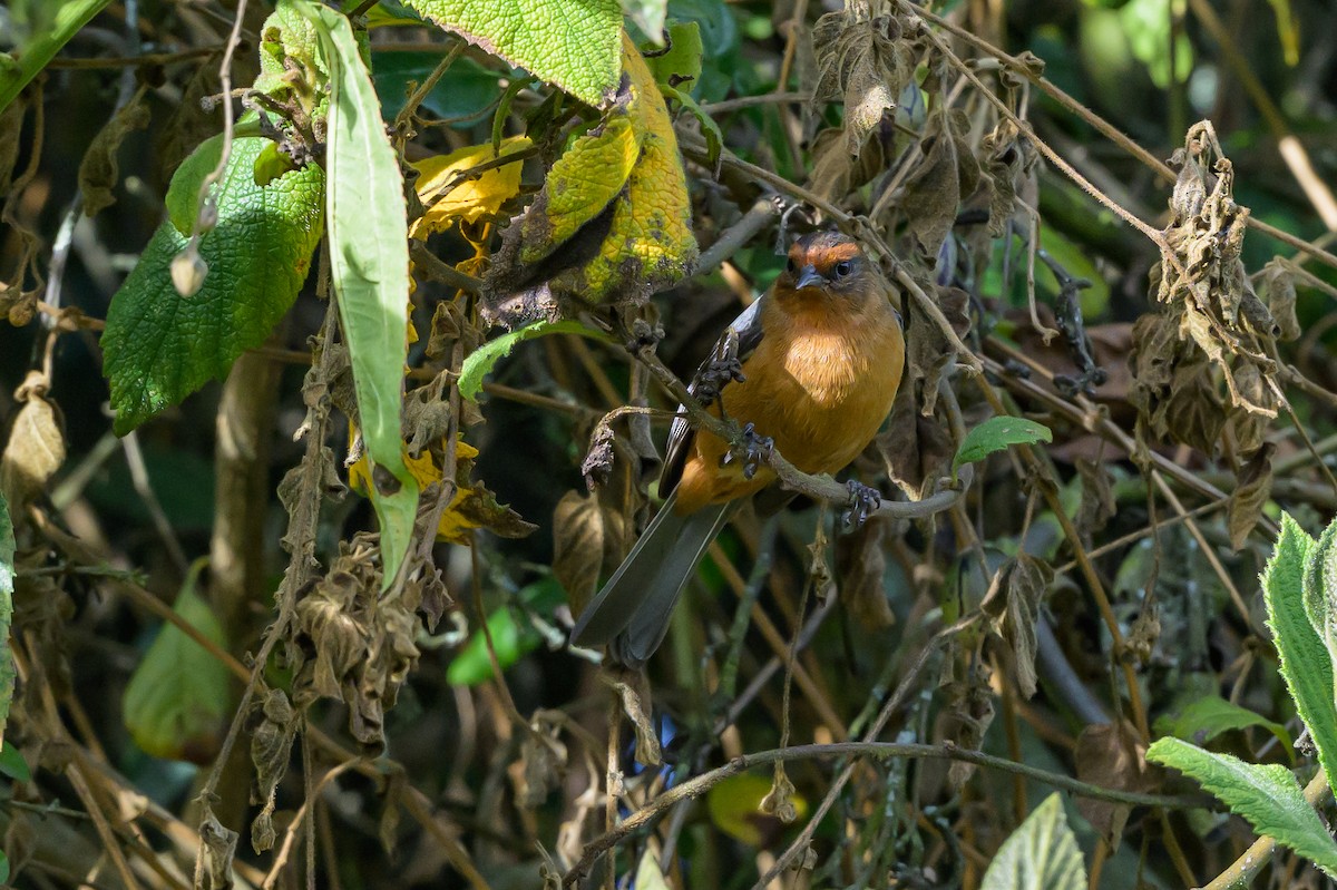 Conirrostro Rufo - ML646512730