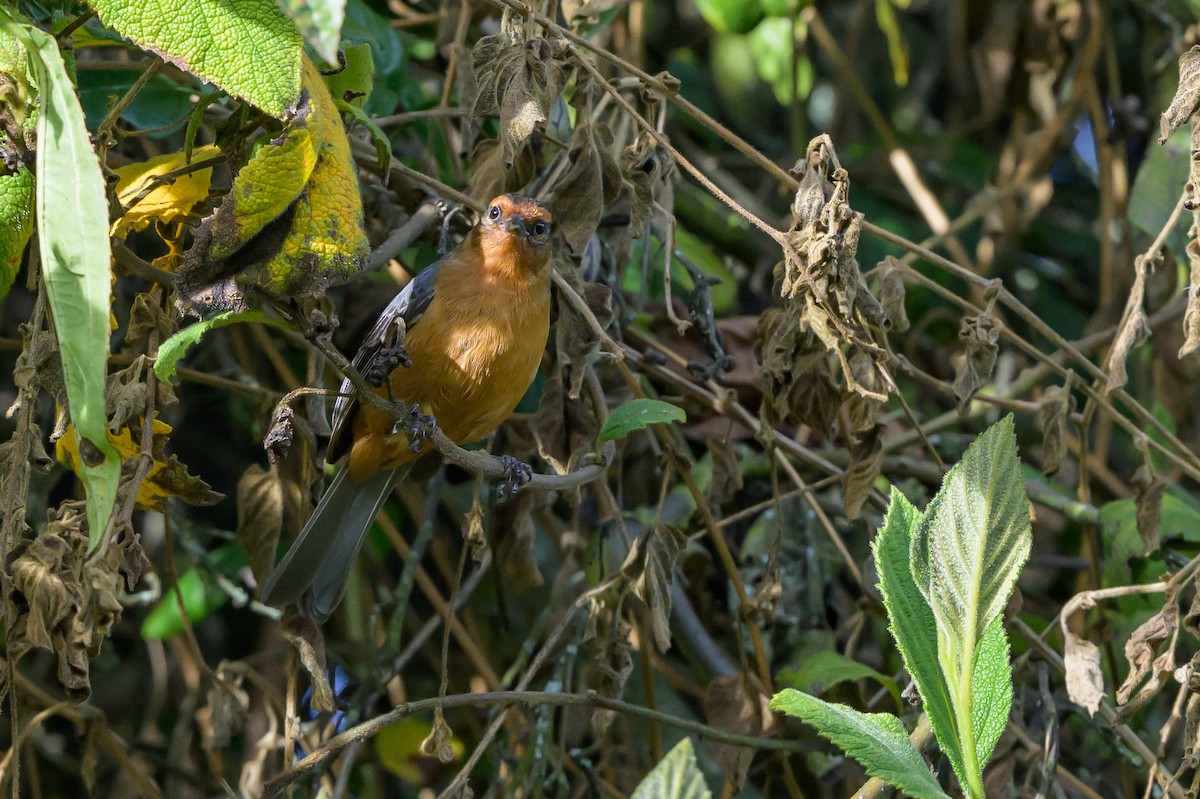 Conirrostro Rufo - ML646512731