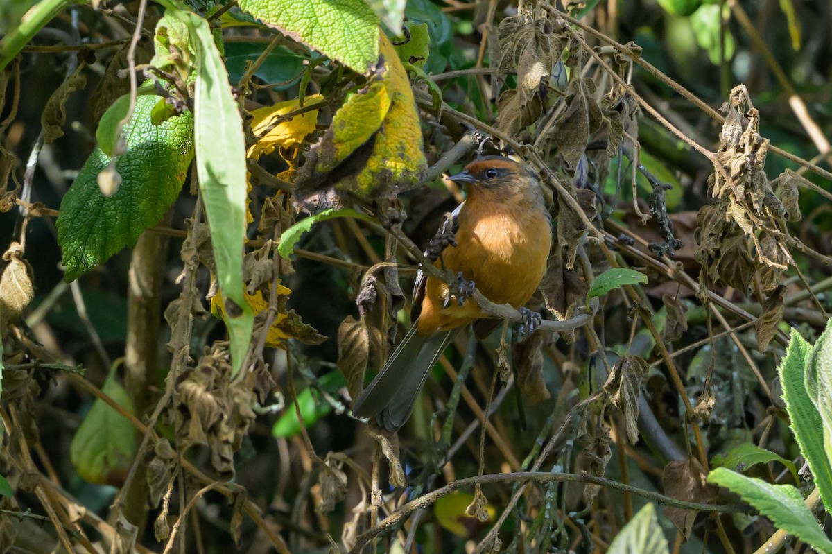 Conirrostro Rufo - ML646512732