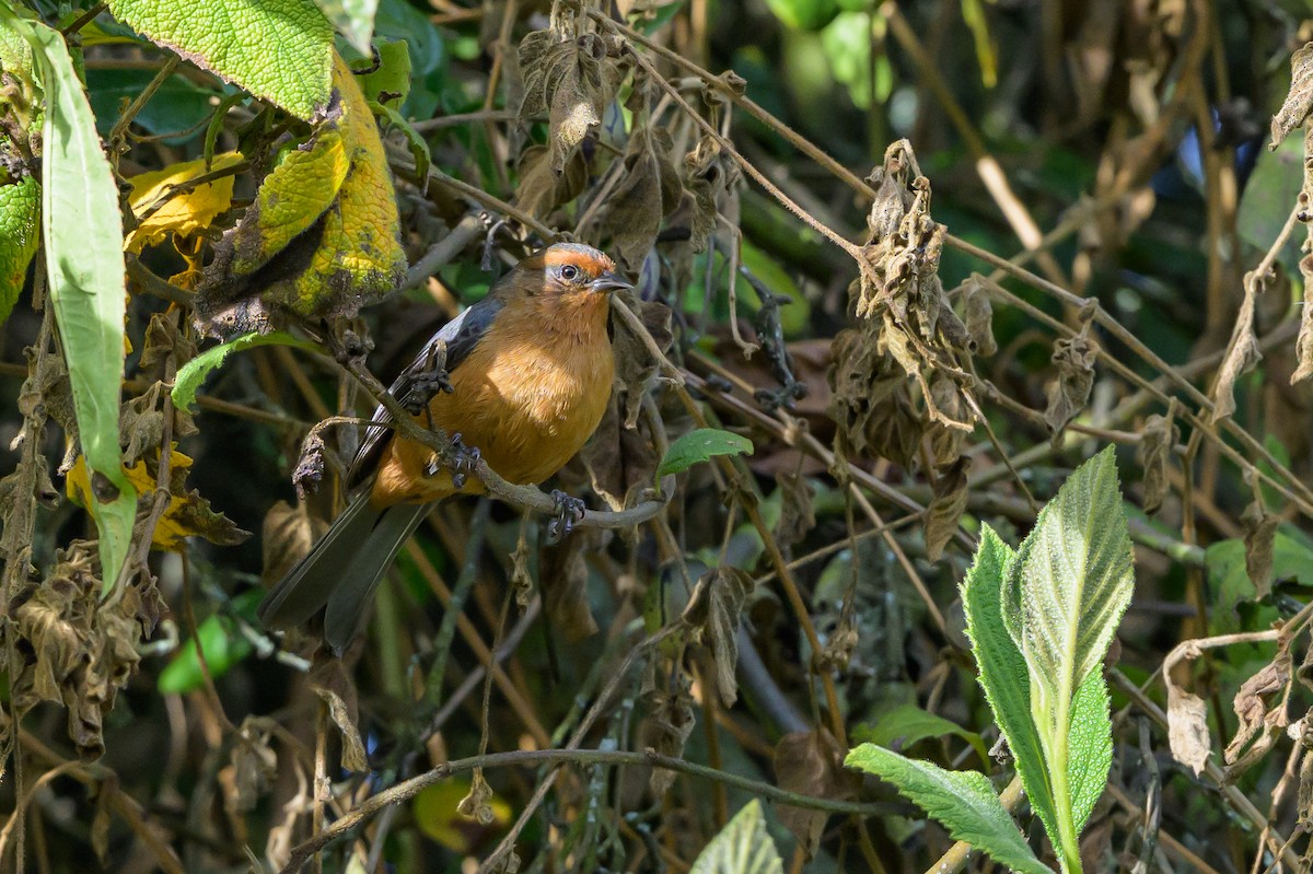 Conirrostro Rufo - ML646512733