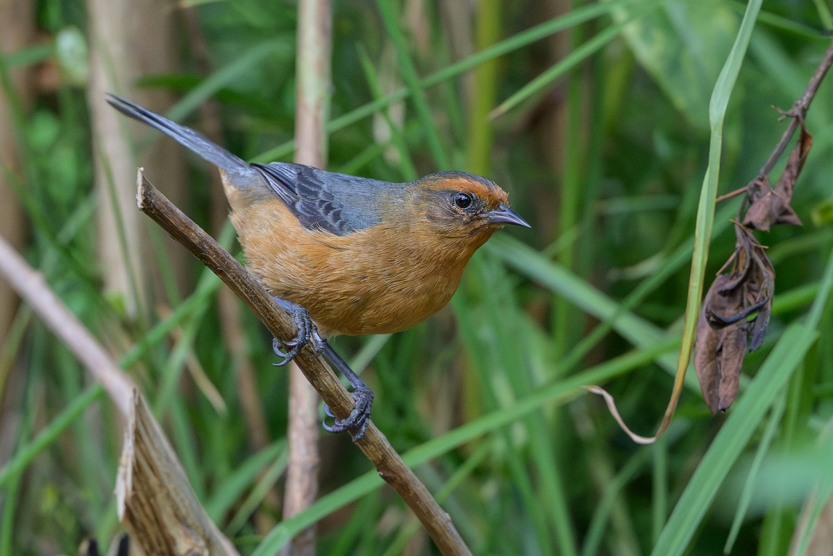 Conirrostro Rufo - ML646512734