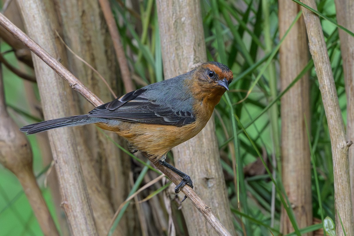 Conirrostro Rufo - ML646512735