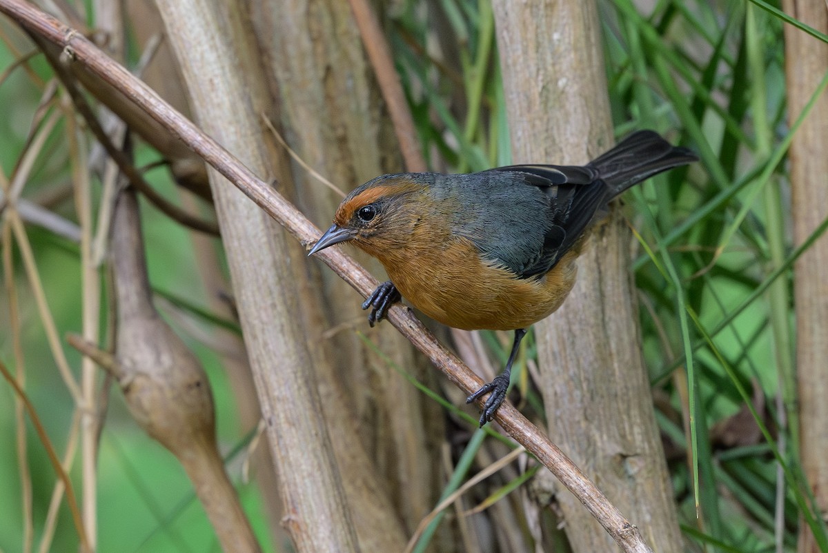 Conirrostro Rufo - ML646512737