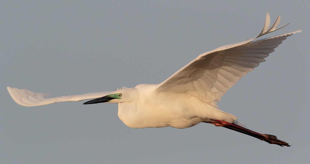 לבנית גדולה - ML646512738