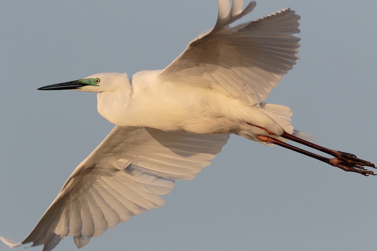 לבנית גדולה - ML646512739