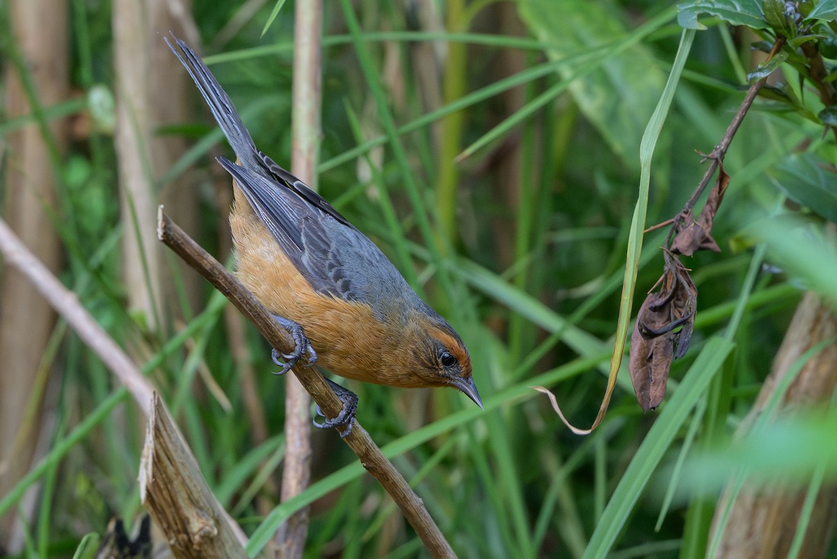 Conirrostro Rufo - ML646512741