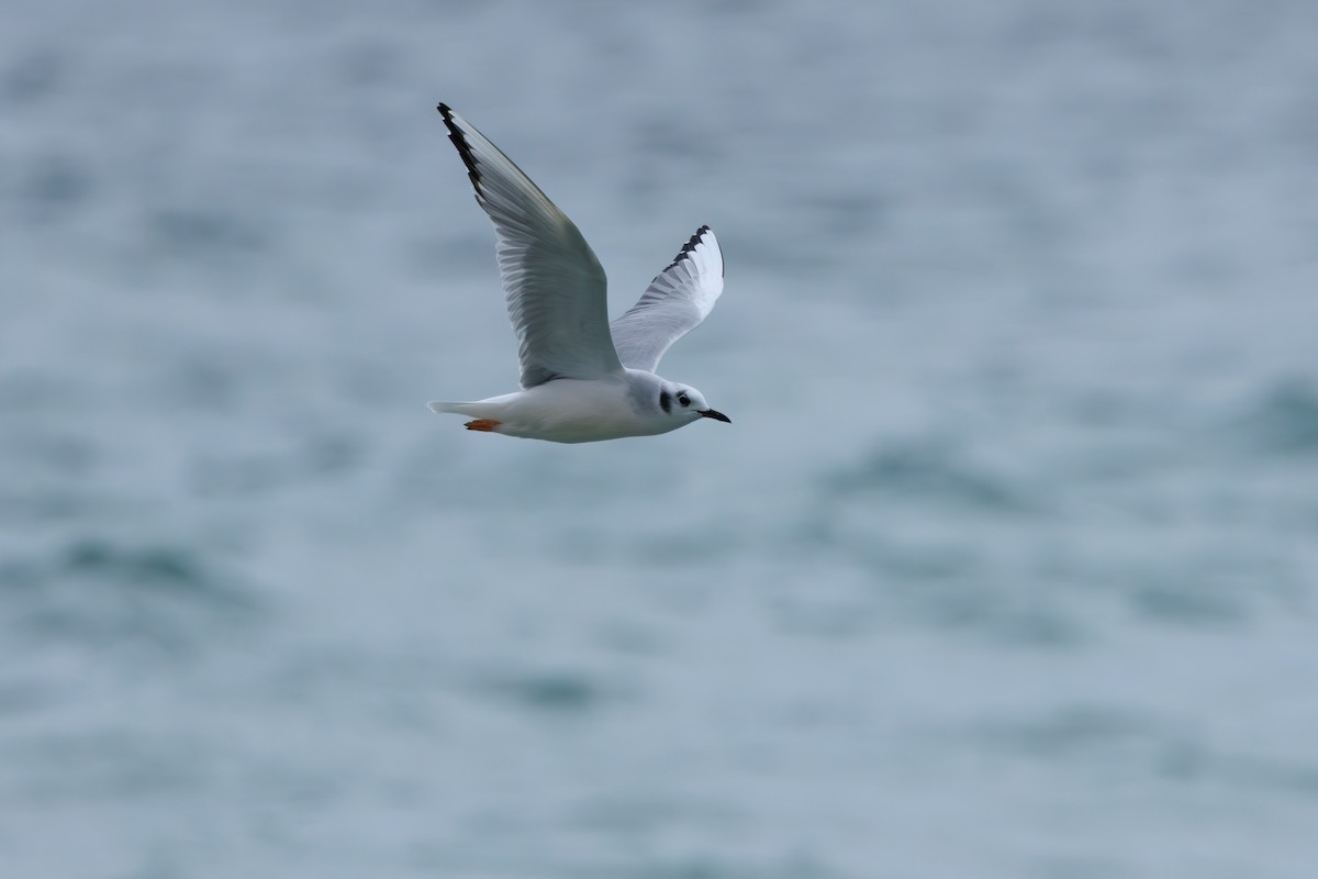 Bonaparte's Gull - ML646512742