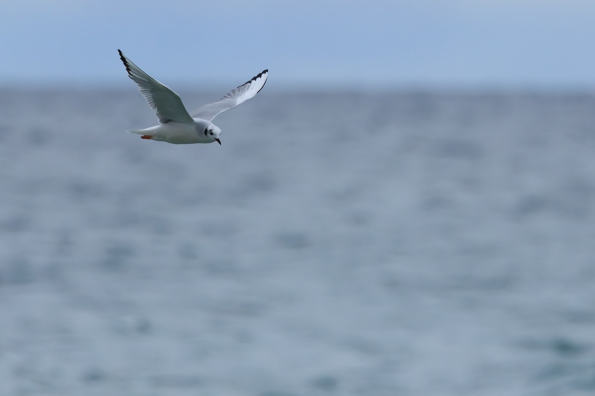 Bonaparte's Gull - ML646512743