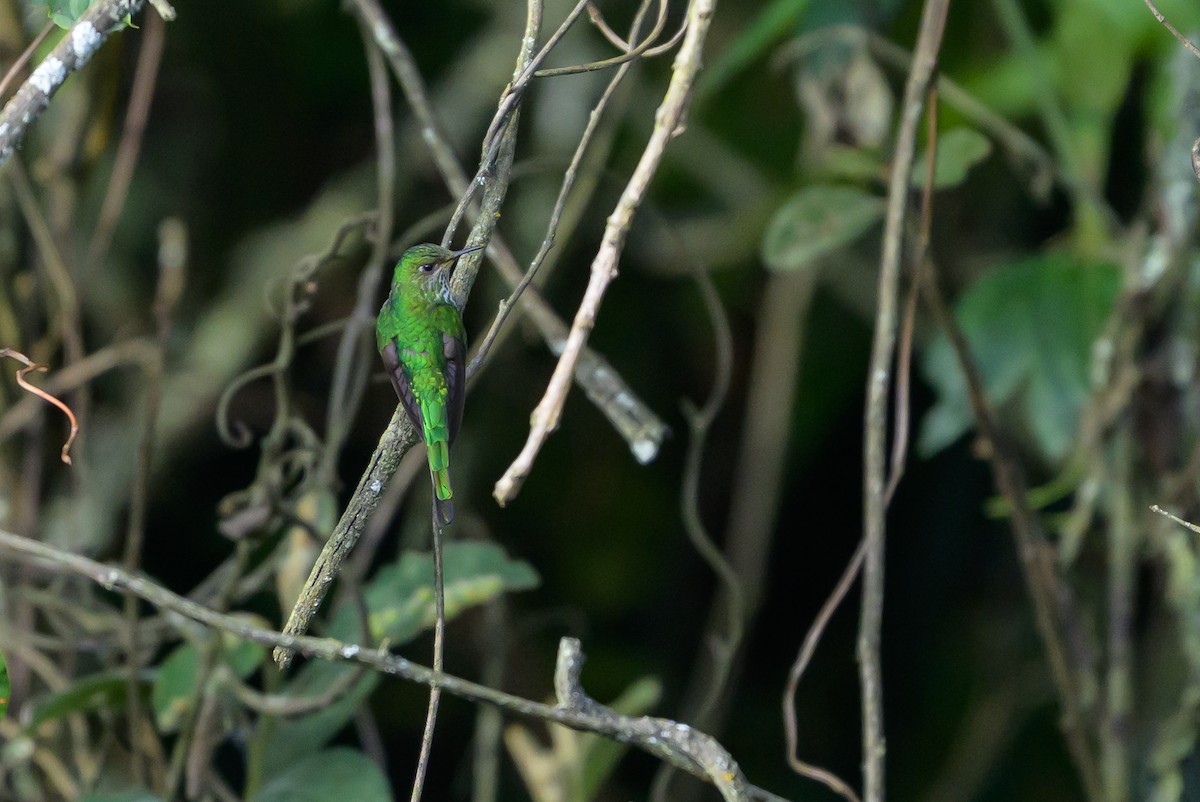 Colibrí Colilargo Menor - ML646512745