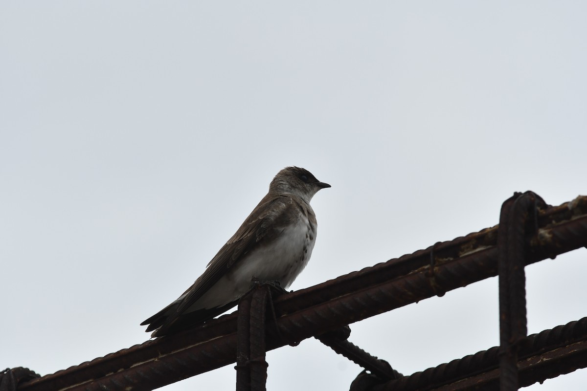 Brown-chested Martin - ML646512748