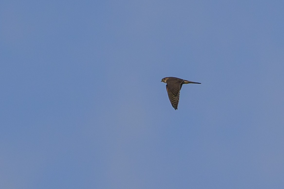 Esmerejón - ML646512749